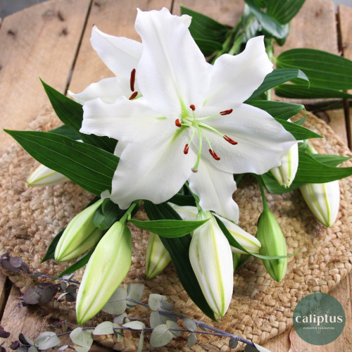 Bouquet de Lys Livraison de bouquets de fleurs pas cher caliptus