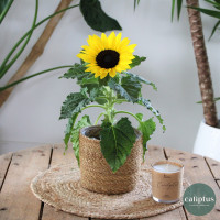 Tournesol et son Cache pot Plantes d'extérieur pas cher caliptus