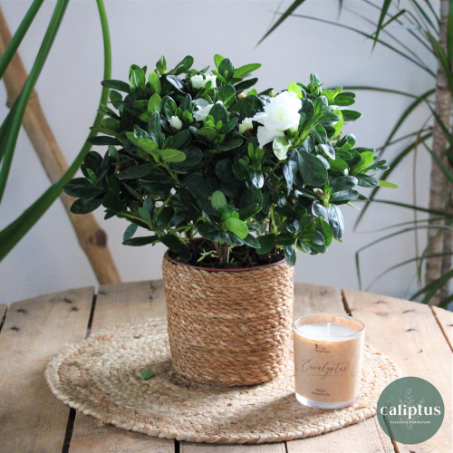 Azalée Plantes d'intérieur pas cher caliptus