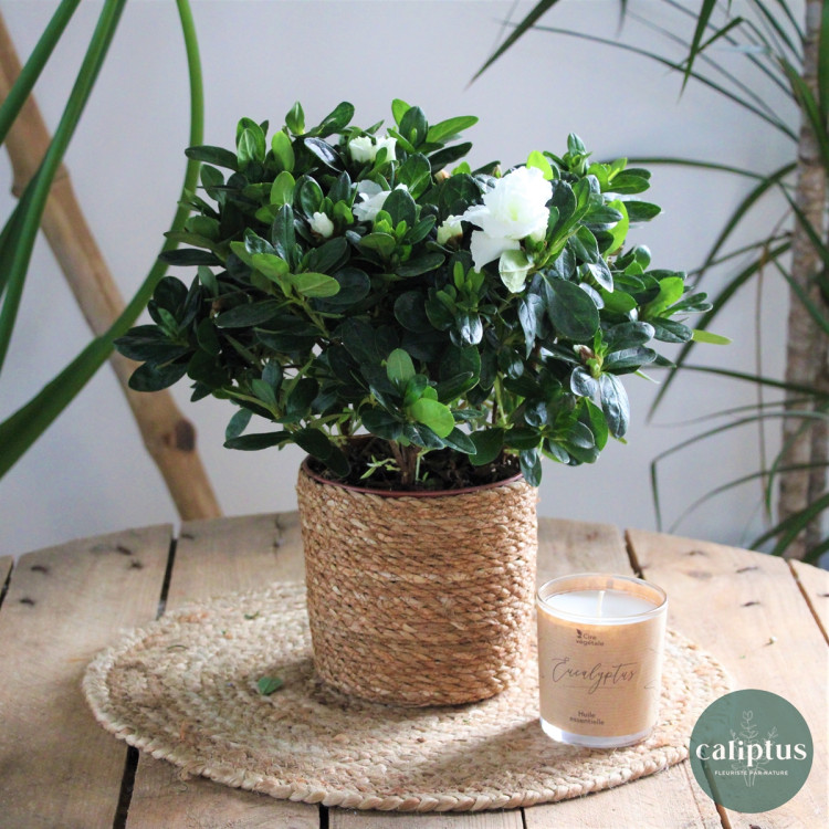 Azalée Plantes d'intérieur pas cher caliptus