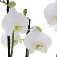 Orchidée Cascade Blanche et sa bougie offerte Plantes intérieures pas cher caliptus