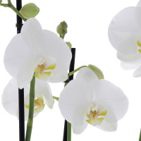 Orchidée Cascade blanche et sa Bougie offerte Plantes d'intérieur pas cher caliptus