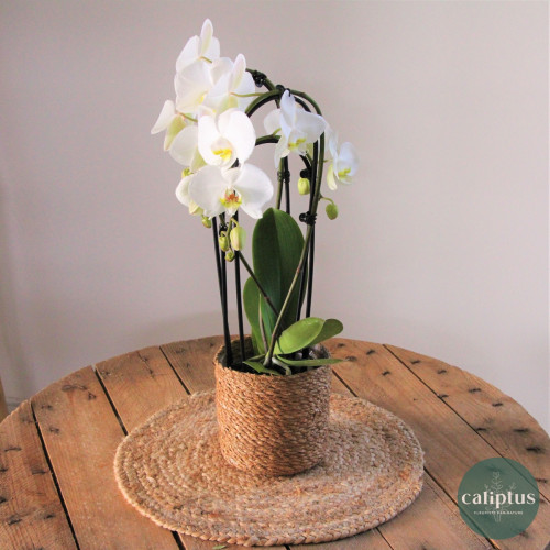 Orchidée Cascade Blanche et sa bougie offerte Plantes intérieures caliptus