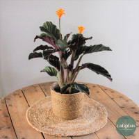 Calathea Crocota Plantes intérieures pas cher caliptus