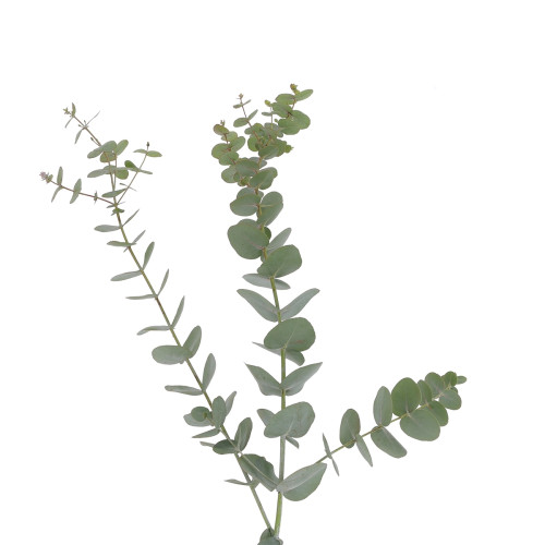 Eucalyptus cinéraire à la Botte Composez votre bouquet en ligne pas cher caliptus