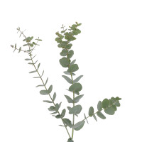 Eucalyptus cinéraire à la Botte Composez votre bouquet en ligne pas cher caliptus