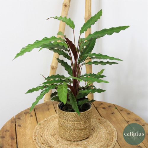 Coup de cœur du fleuriste – Plante verte à 59,99€ seulement Plantes d'intérieur pas cher caliptus