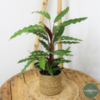 Coup de cœur du fleuriste – Plante verte à 59,99€ seulement Plantes d'intérieur pas cher caliptus