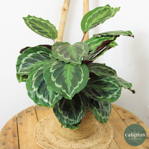 Plante verte surprise – Sélection du fleuriste à 49,99€ seulement Plantes d'intérieur pas cher caliptus