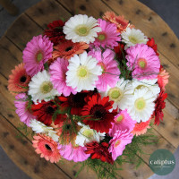 Bouquet de Germinis et sa Bougie Livraison de bouquets de fleurs pas cher caliptus