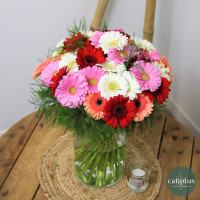 Bouquet de Germinis et sa Bougie Livraison de bouquets de fleurs pas cher caliptus