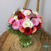 Bouquet de Germinis Livraison de bouquets de fleurs pas cher caliptus