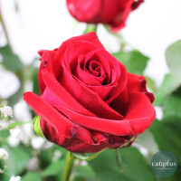 Bouquet Rose Rouge Gypso et sa Bougie Offerte Livraison de bouquets de fleurs pas cher caliptus