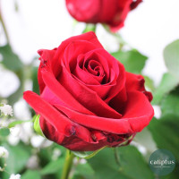 Bouquet Roses Rouges Gypso et sa Bougie Offerte Livraison de Fleurs coupées pas cher caliptus