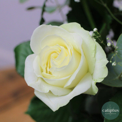 Bouquet Roses Blanches Gypso et sa Bougie Offerte Livraison de bouquets de fleurs pas cher caliptus