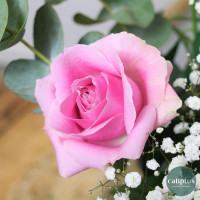 Bouquet Rose Rose Gypso et sa Bougie Offerte Livraison de bouquets de fleurs pas cher caliptus
