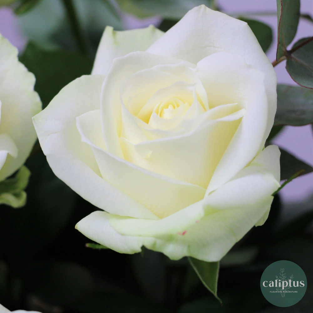 Livraison de Bouquet Pureté - Roses Blanches Avalanche 60 cm - Abon...