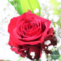 Bouquet Roses Rouges Lys et sa Bougie Offerte Livraison de Fleurs coupées pas cher caliptus