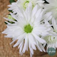 Chrysanthème Blanc Livraison de Plantes à domicile pas cher caliptus