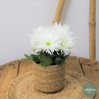 Chrysanthème Blanc Livraison de Plantes à domicile pas cher caliptus