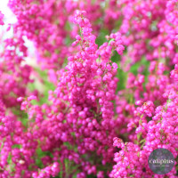 Le pack de 4 erica gracilis Plantes extérieures pas cher caliptus