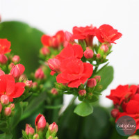 Kalanchoé Mixte Plantes d'extérieur pas cher caliptus