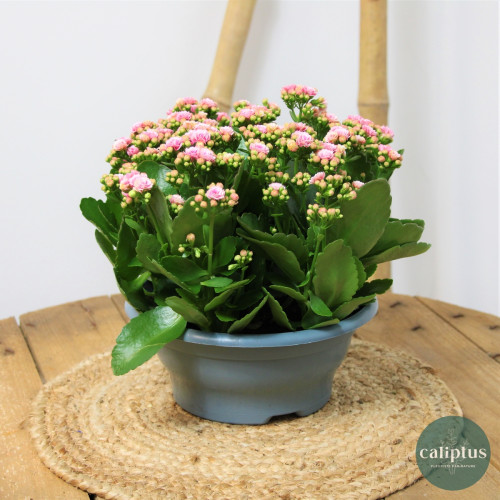 Coupe Kalanchoé Plantes d'extérieur pas cher caliptus