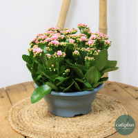 Coupe Kalanchoé Plantes d'extérieur pas cher caliptus