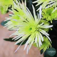 Chrysanthème Mix Plantes extérieures pas cher caliptus