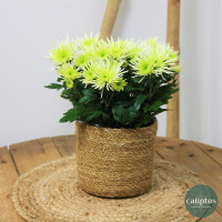 Chrysanthème Mix Plantes extérieures pas cher caliptus