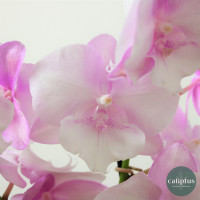 Orchidée Rose et sa Bougie Plantes intérieures pas cher caliptus