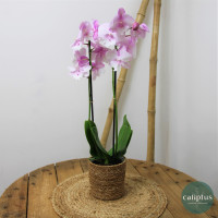 Orchidée Rose et sa Bougie Plantes intérieures pas cher caliptus