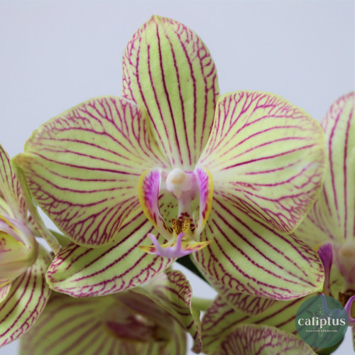 Orchidée mixte Plantes d'intérieur pas cher caliptus