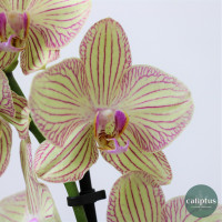 Orchidée Mixte et son cache pot Plantes intérieures pas cher caliptus