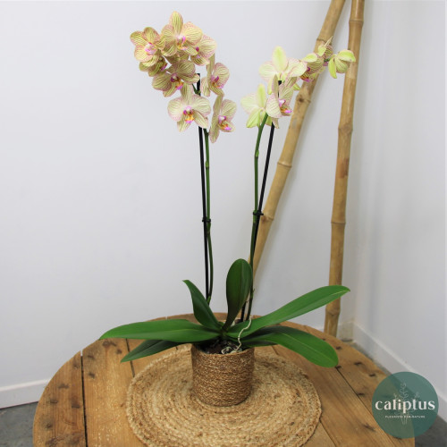 Orchidée Mixte et son cache pot Plantes intérieures caliptus