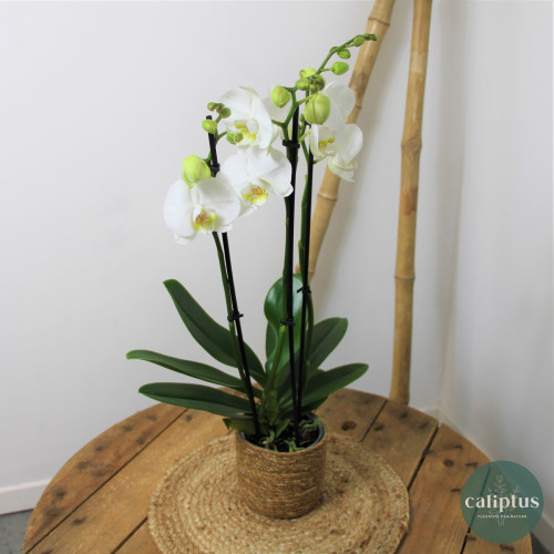 Orchidée Blanche Plantes intérieures pas cher caliptus