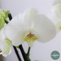 Orchidée Blanche Plantes intérieures pas cher caliptus