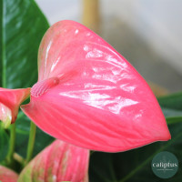 Anthurium Plantes intérieures pas cher caliptus