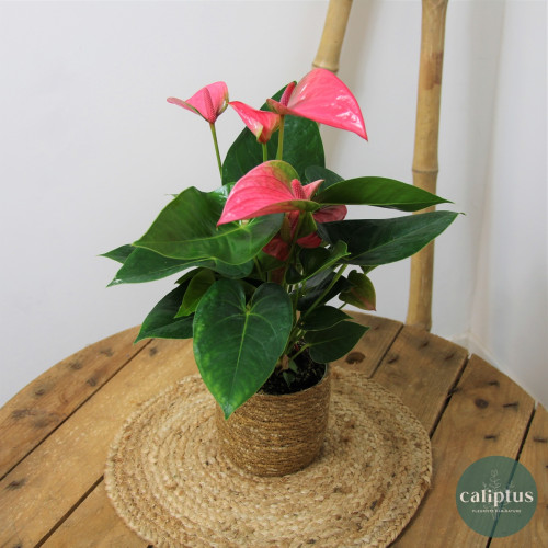 Anthurium Plantes intérieures pas cher caliptus