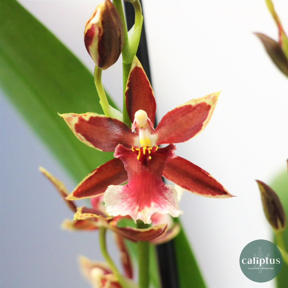 Orchidée Cambria "Barocco Red" Plantes intérieures pas cher caliptus