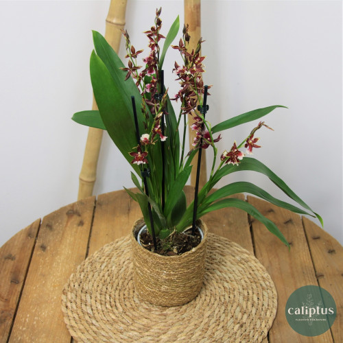 Orchidée Cambria "Barocco Red" Plantes intérieures pas cher caliptus