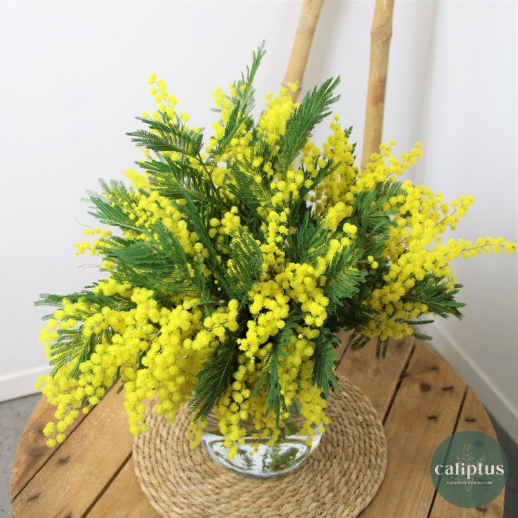 Bouquet de Mimosa Livraison de bouquets de fleurs pas cher caliptus