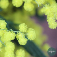 Bouquet de Mimosa Livraison de bouquets de fleurs pas cher caliptus
