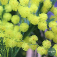 Bouquet de Mimosa Livraison de bouquets de fleurs pas cher caliptus