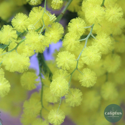 Bouquet de Mimosa Livraison de bouquets de fleurs pas cher caliptus