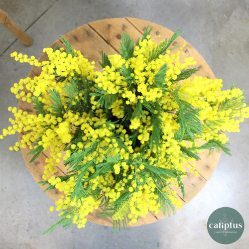 Bouquet de Mimosa Livraison de bouquets de fleurs pas cher caliptus