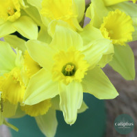 Bouquet de Narcisse - Livraison Incluse Livraison de bouquets de fleurs pas cher caliptus