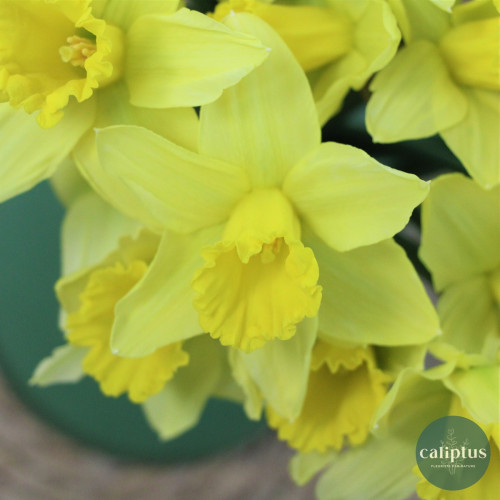 Bouquet de Narcisse - Livraison Incluse Livraison de bouquets de fleurs pas cher caliptus