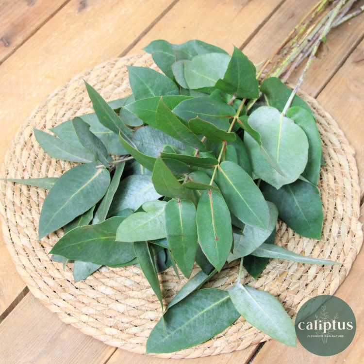 Eucalyptus Robusta à la Botte Composez votre bouquet en ligne pas cher caliptus