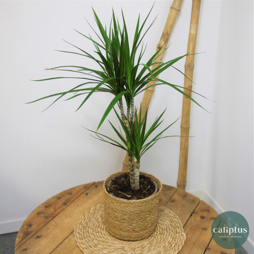 Dracaena Plantes d'intérieur pas cher caliptus